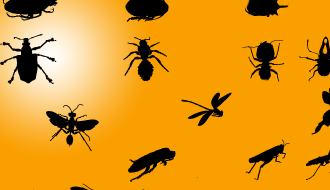 Insect Silhouettes