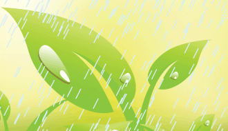 Plant in the Rain